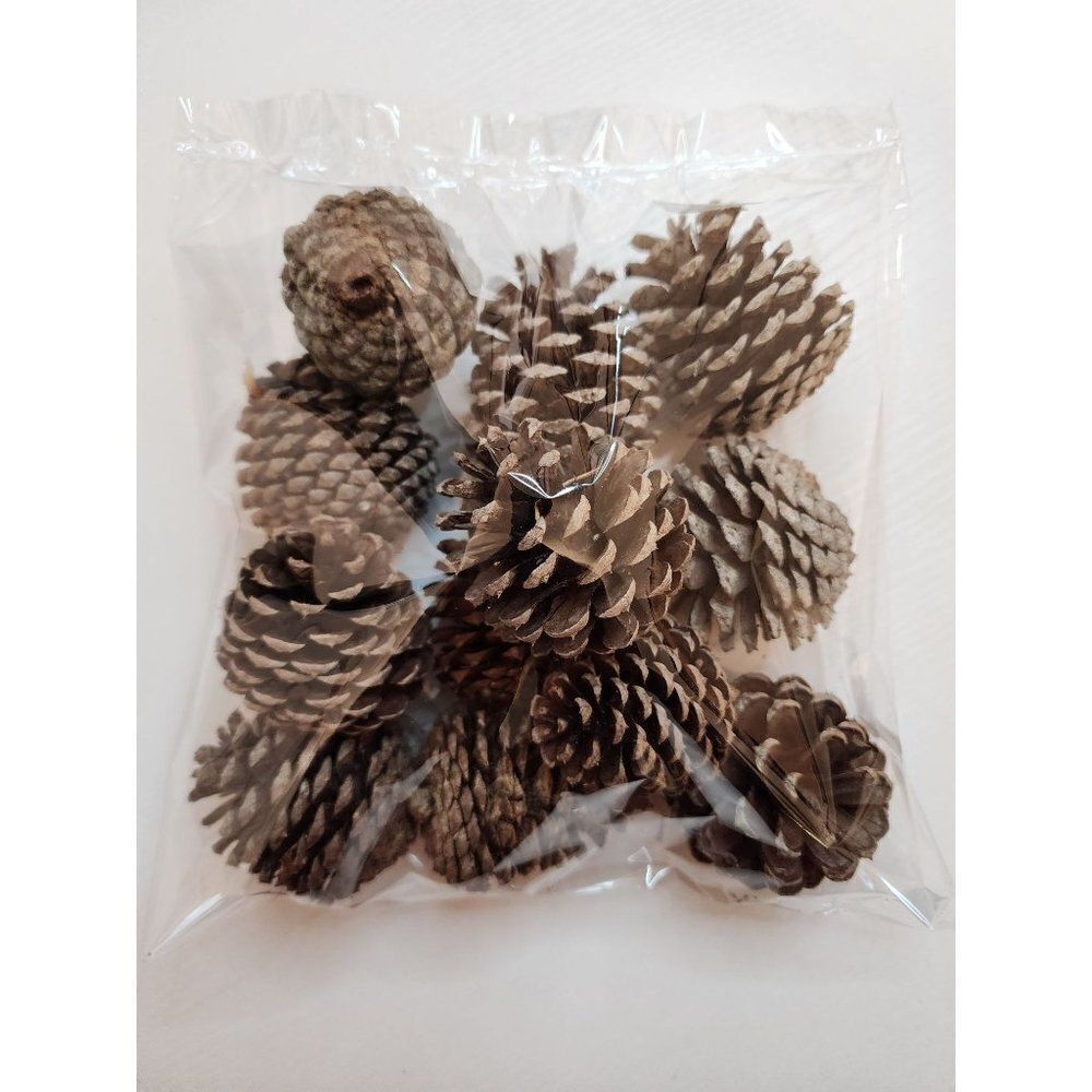 Authentic RI Pinecones, Dozen - Picture 2 of 2
